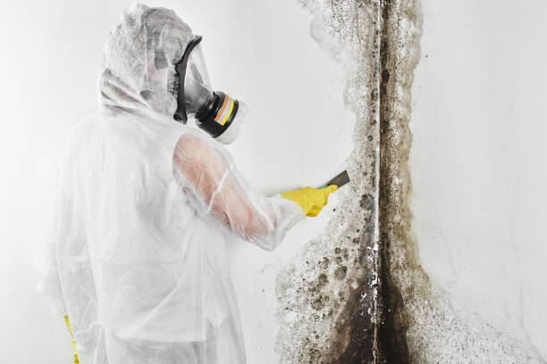 Best Office Mold Removal Services  in The Homesteads, TX