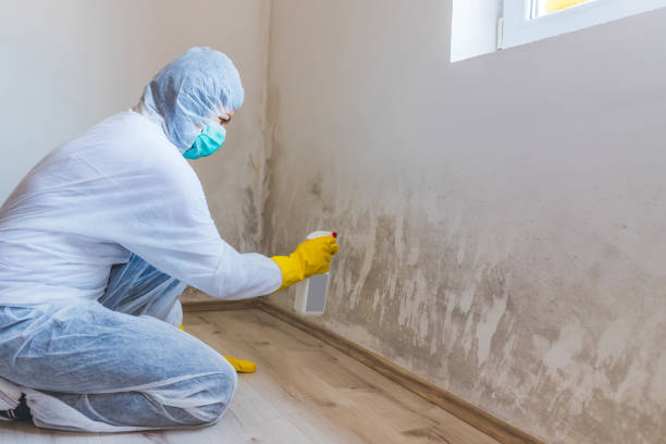 Best Mold Removal and Inspection  in The Homesteads, TX