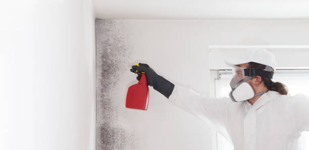 Best Attic Mold Removal  in The Homesteads, TX