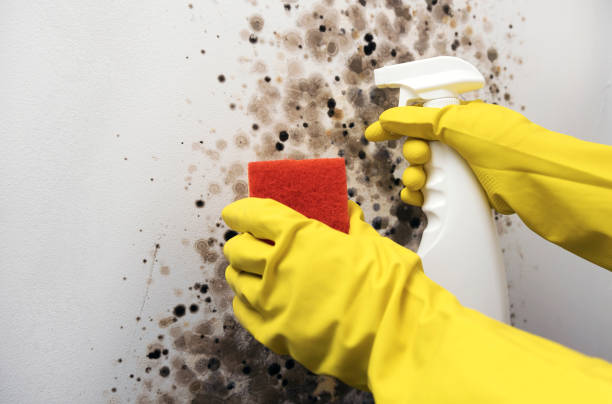 Best Certified Mold Removal  in The Homesteads, TX