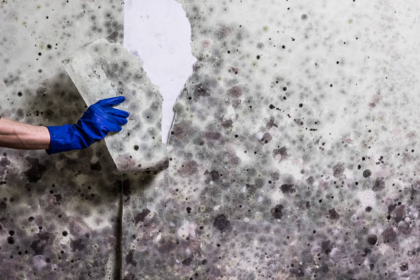 Best Mold Testing  in The Homesteads, TX