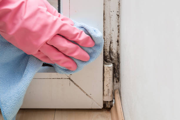 Trusted The Homesteads, TX Mold Removal Experts
